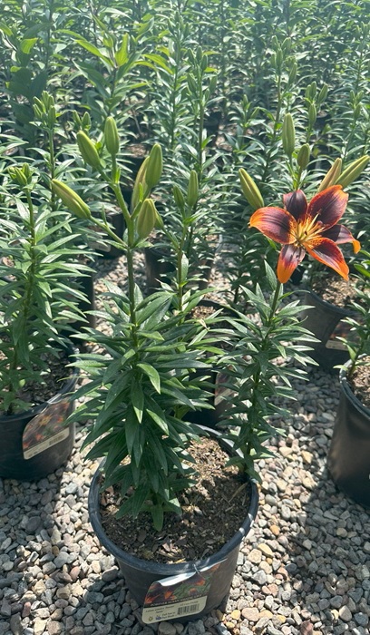 LILIUM ASI FOREVER SUSAN #2