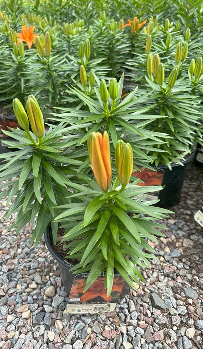 LILIUM ASI TINY INVADER #1/7"ORG