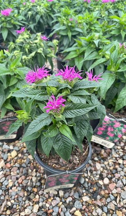 MONARDA DID GRAND PARADE #1