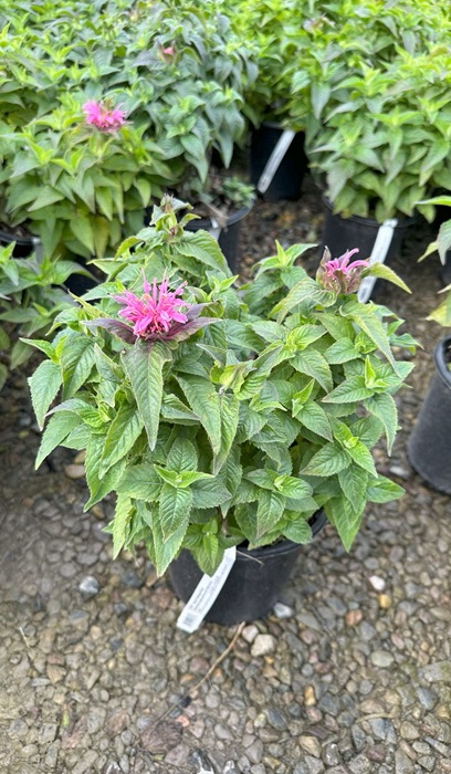 MONARDA SUGARBUZ BUBBLGUM BLST#1