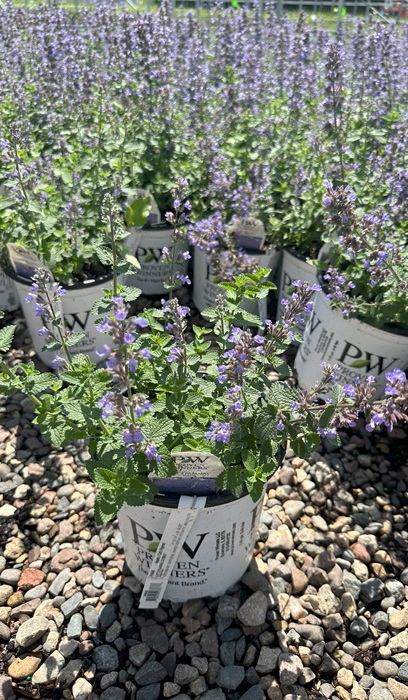 NEPETA FAA CATS PAJAMAS #1 PW