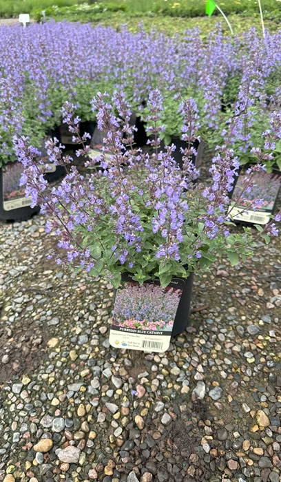 NEPETA FAA PURRSIAN BLUE #1