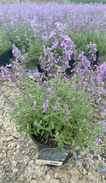 NEPETA LITTLE TRUDY #1