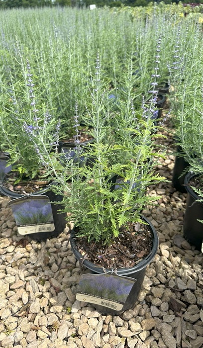 PEROV ATR BLUE JEAN BABY #1