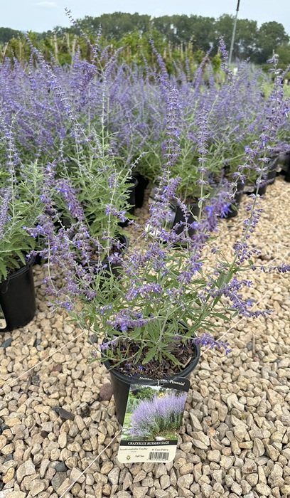 PEROV ATR CRAZY BLUE #1