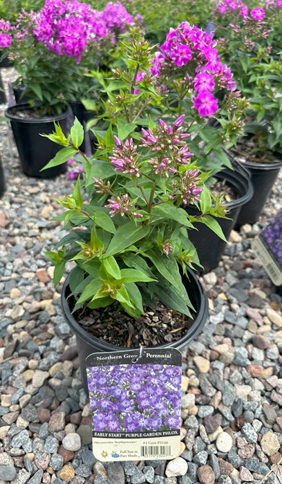 PHLOX PAN EARLY START PURPLE #1