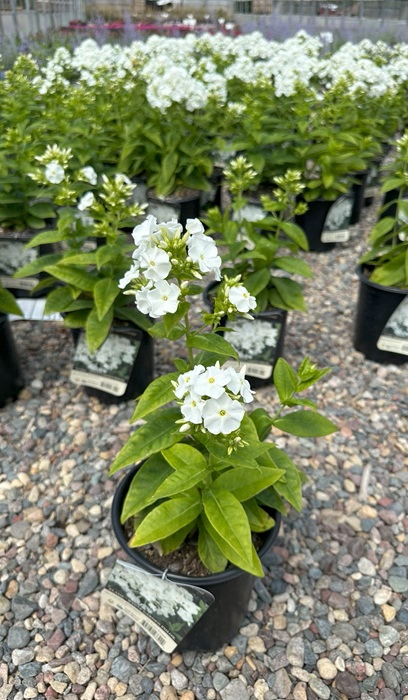 PHLOX PAN FLAME WHITE #1