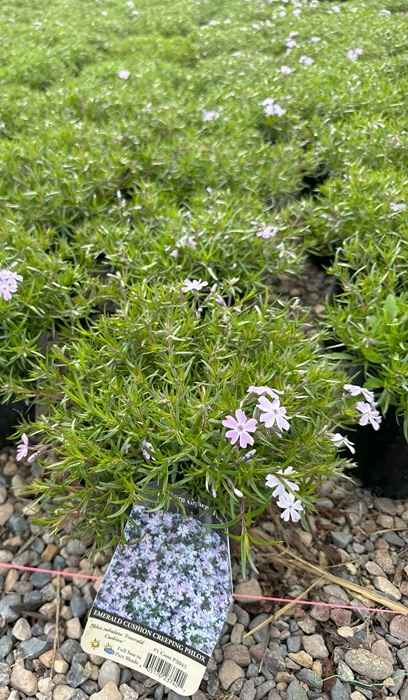 PHLOX SUB EMERALD CUSHION #1BLUE
