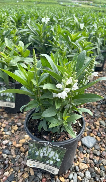 PHYSO VIR CRYSTAL PEAK WHITE #1