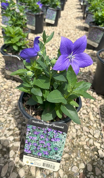 PLATY GRA ASTRA BLUE #1