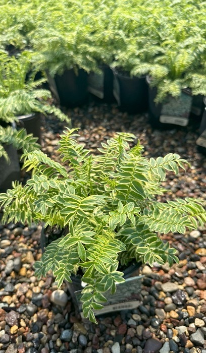 POLEM CAE BRISE D'ANJOU #1