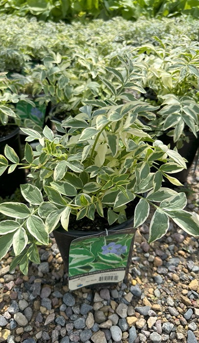 POLEM REP STAIRWAY HEAV #1