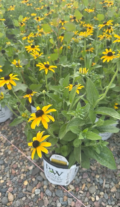 RUDBE TREASURE TROVE #1 PW