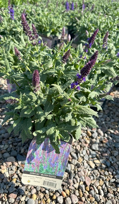 SALVIA LYRICAL BLUES #1