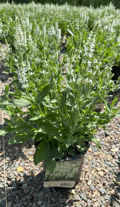 SALVIA LYRICAL WHITE #1