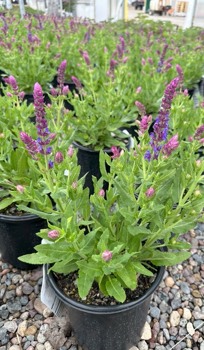 SALVIA NEM APEX BLUE #1