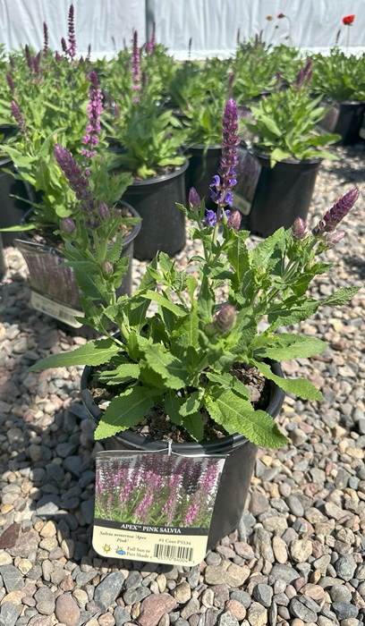 SALVIA NEM APEX PINK #1