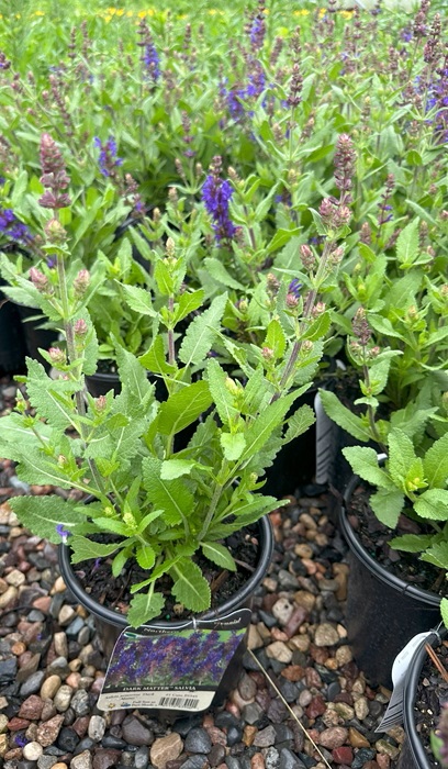 SALVIA NEM DARK MATTER #1