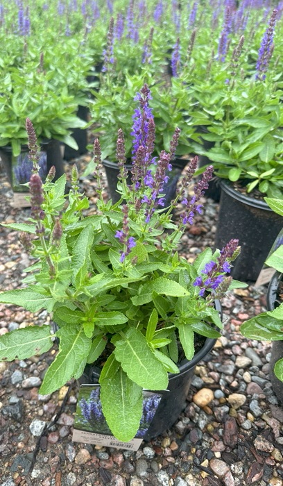 SALVIA NEM SENSATION DEEP BLUE#1