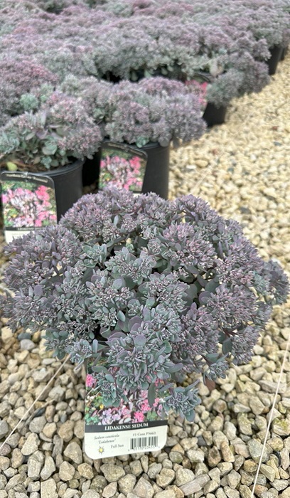 SEDUM CAUTICOLA LIDAKENSE #1