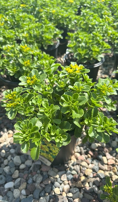 SEDUM KAMTSCHATICUM #1