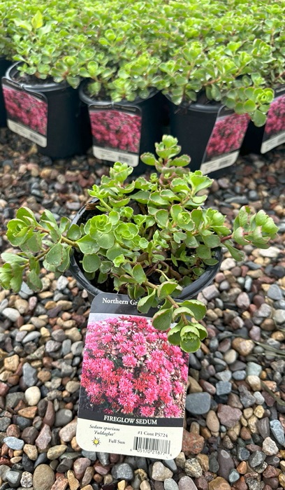 SEDUM SPU FIREGLOW #1