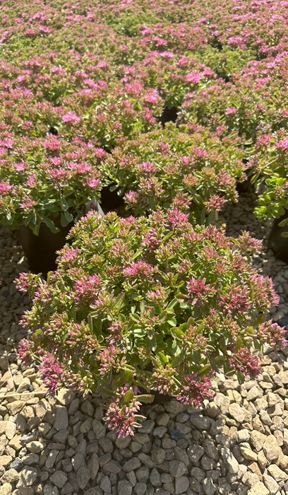 SEDUM SPU SPOT ON PINK #1