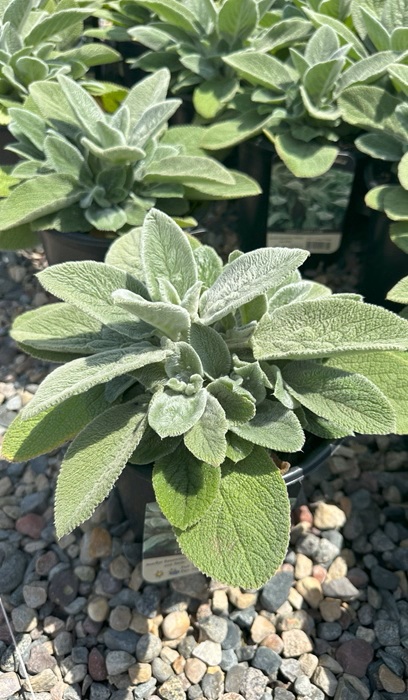 STACHY HELENE VON STEIN #1/7"