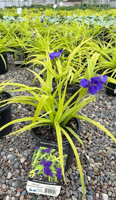 TRADE SWEET KATE #1 SPDRWORT