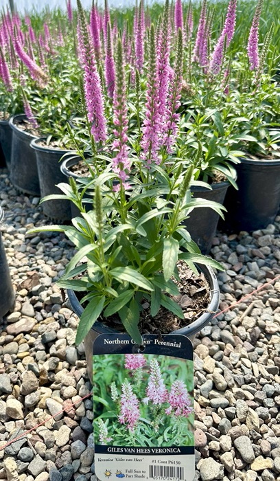 VERONICA GILES VAN HEES #1