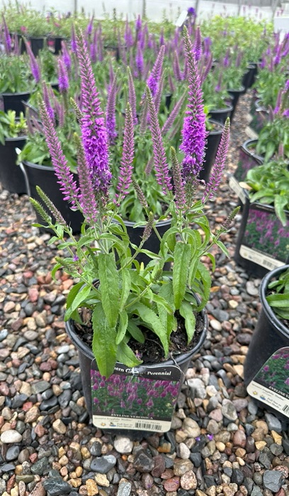 VERONICA LON EVELINE #1