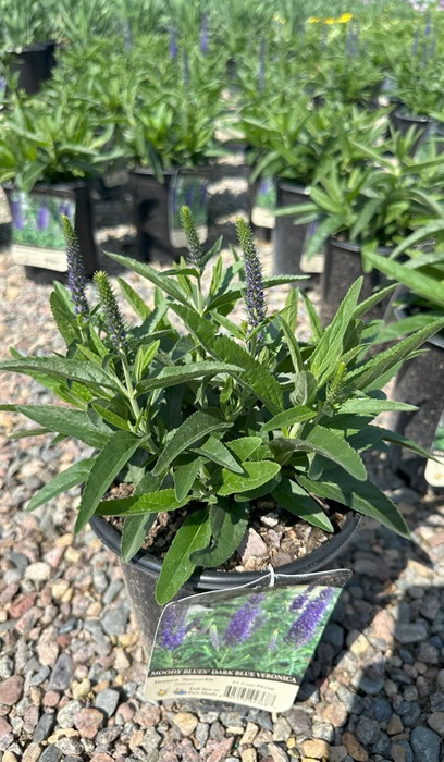 VERONICA MOODYBLUES DARK BLUE #1