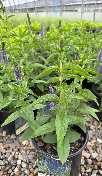 VERONICA X FIRST GLORY #1