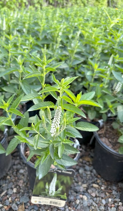 VERONICA X FIRST LADY #1