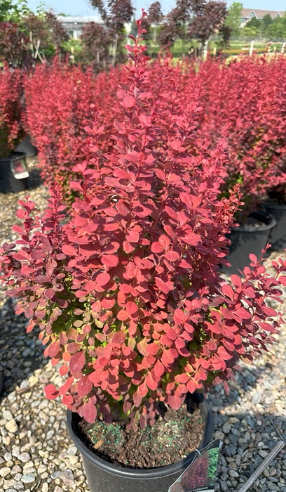 BERBE THU ORANGE ROCKET #5