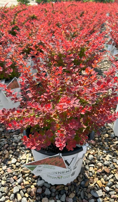 BERBE THU SUNJOY TANGELO #2 PW