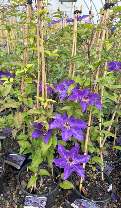 CLEMATIS THE PRESIDENT #1/7" PUR