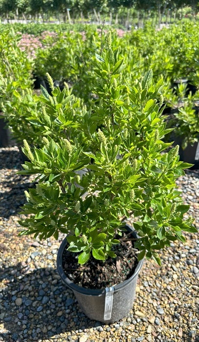 CLETHRA ALN HUMMINGBIRD #2