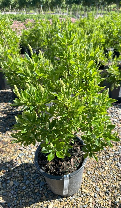 CLETHRA ALN HUMMINGBIRD #5