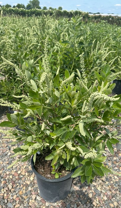 CLETHRA ANL SUMMER SPARKLER #2