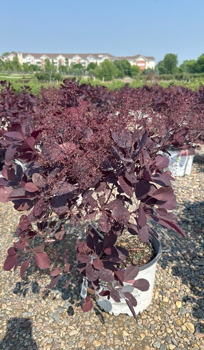 COTINUS COG WINECRAFT BLK#3PW