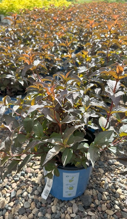 DIERVILLA NIGHTGLOW #2BE 1.10