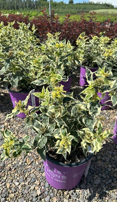 DIERVILLA SES COOL SPLASH #2 FE