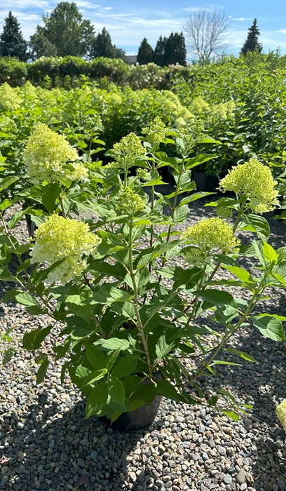 HYDRA PAN LIMELIGHT #2