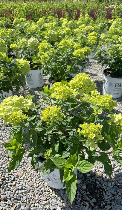 HYDRA PAN LITTLE LIME #3PW