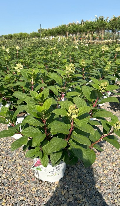 HYDRA PAN LITTLE QUICK FIRE #5PW