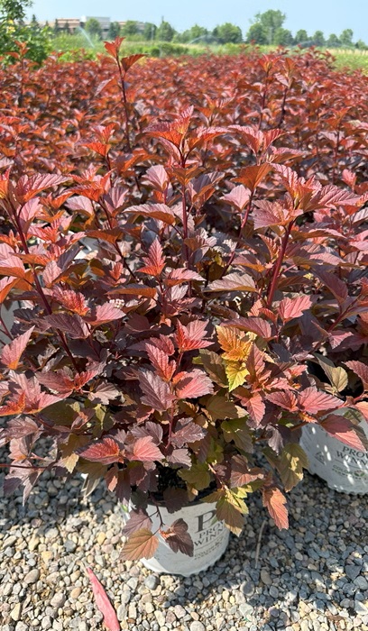 PHYSO OPU GINGER WINE #5 PW