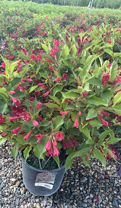 WEIGELA FLO RED PRINCE #2