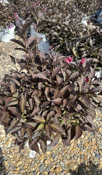 WEIGELA FLO SPILLED WINE #3 PW