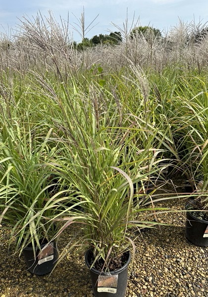 MISCANTHUS PURPURASCENS #1